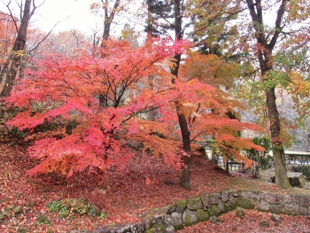 可児やすらぎの森イメージ3（紅葉）